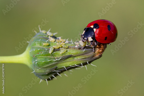Fototapeta ladybug is eating aphids