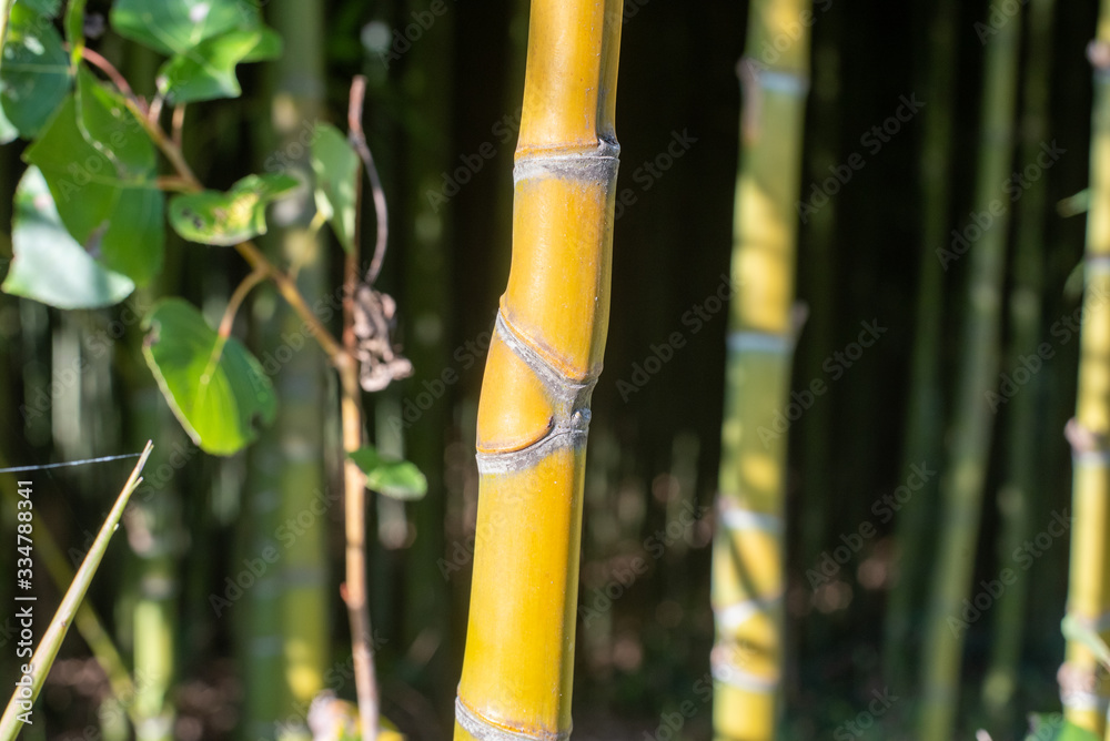 Fototapeta premium Bambous