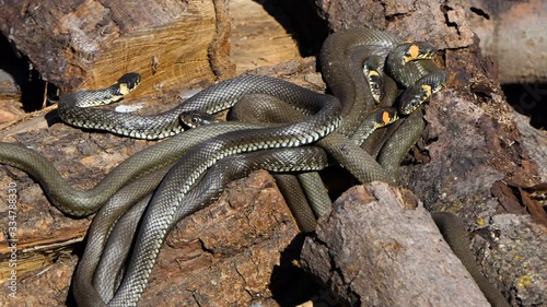 Snake in the wild, Wildlife shot, Dangerous Grass-snake on Wood photo