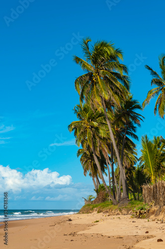Fototapeta Naklejka Na Ścianę i Meble -  coqueiros na preia tropical