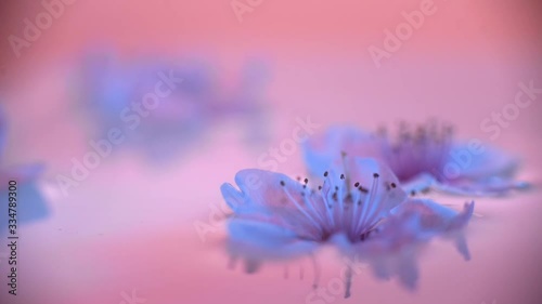 Peach flowers on the water photo