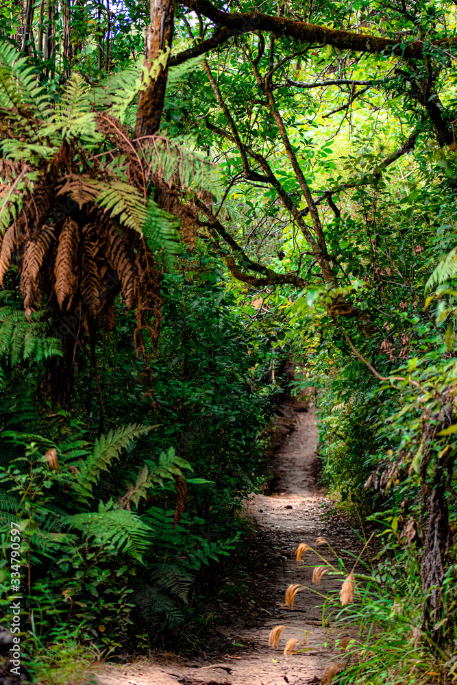 Fototapeta premium into the woods