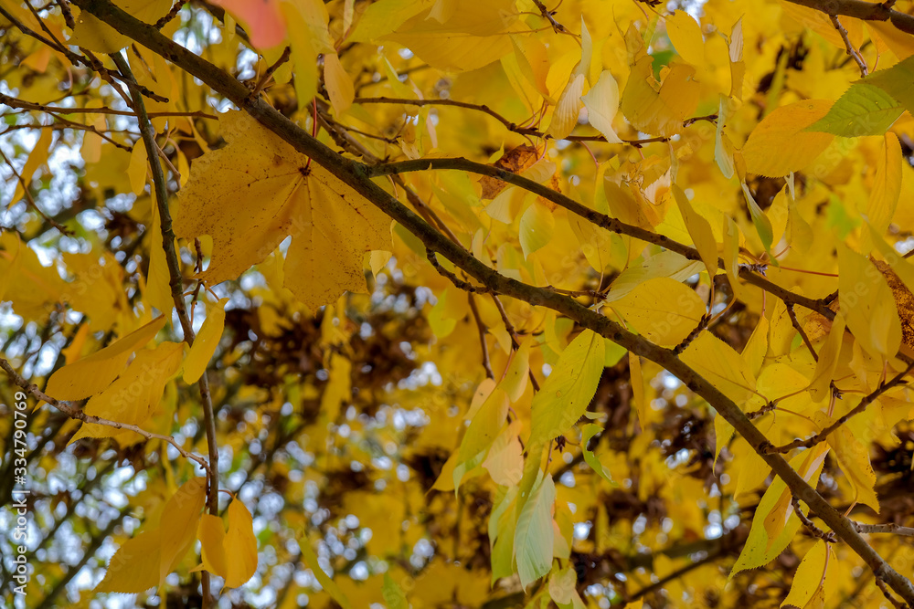 Autumnal colours of a Maple tree in East Grinstead Autumnal colours of a Maple tree in East Grinstead