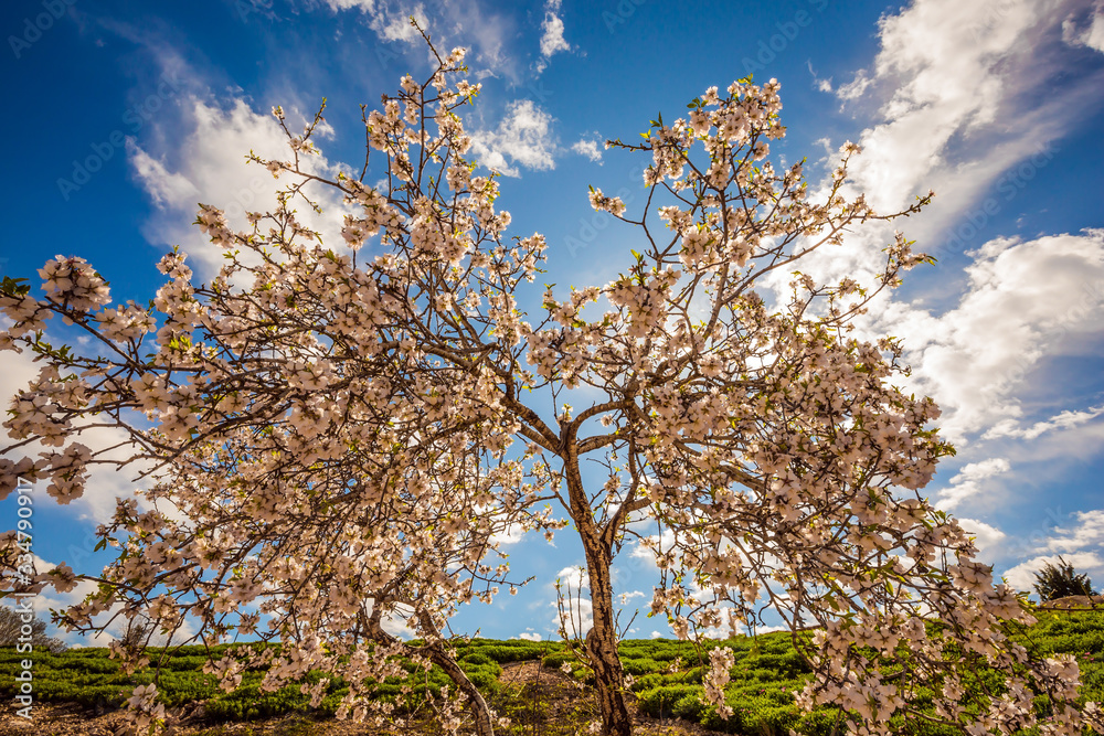 The flowering olive tree