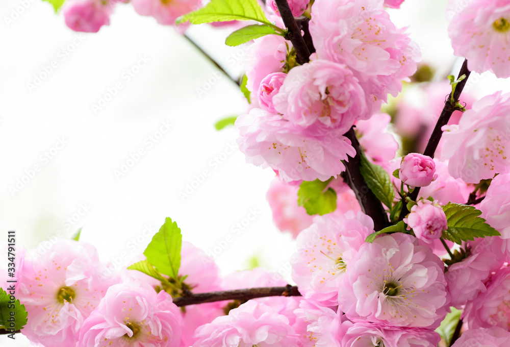 sakura blooming tree., natural floral background. beautiful spring flowers. pink cherry tree flower. new life beginning. nature growth and waking up. womens day. mothers day holiday. Time to relax