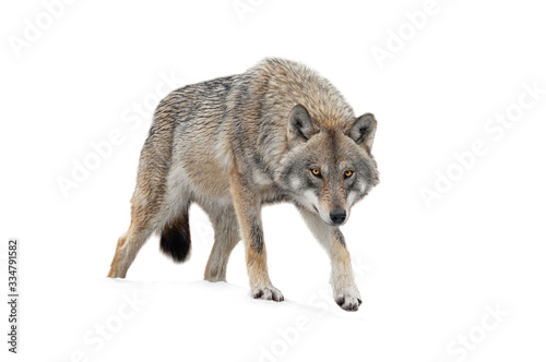 Fototapeta Naklejka Na Ścianę i Meble -  Gray Wolf is isolated on a white background.