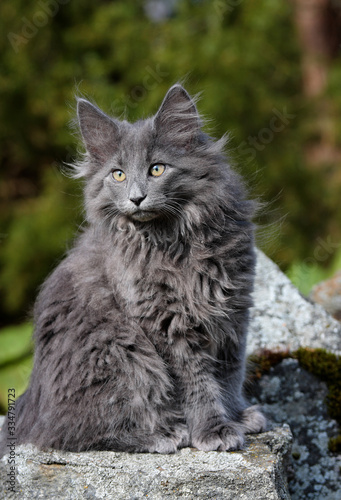 Some months old norwegian forest cat male kitten sitting on a stone in garden on a sunny spring day