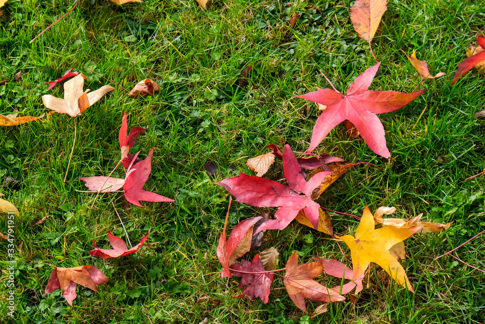 Autumnal fallen leaves of a Japanese Maple tree in East Grinstead Autumnal fallen leaves of a Japanese Maple tree in East Grinstead