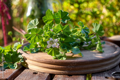 Fresh common mallow or Malva neglecta plant, outdoors