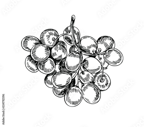 Grape bunch in line art style.