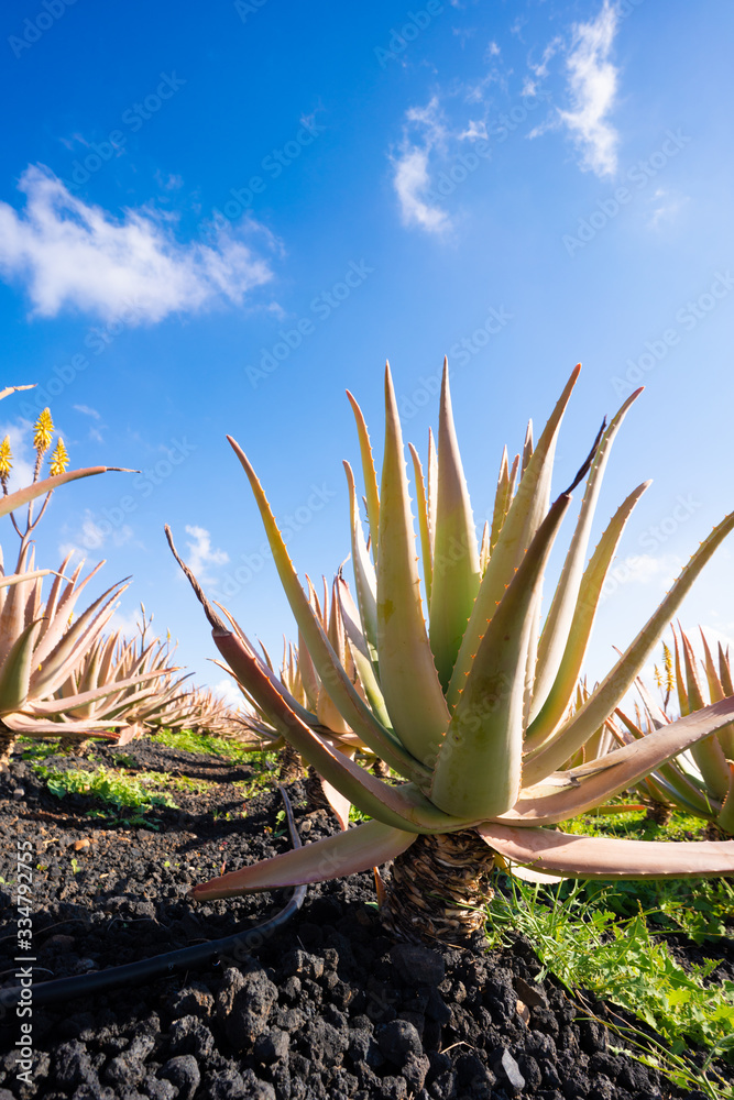 Plantation of aloe vera on the island Plantation of aloe vera on the island