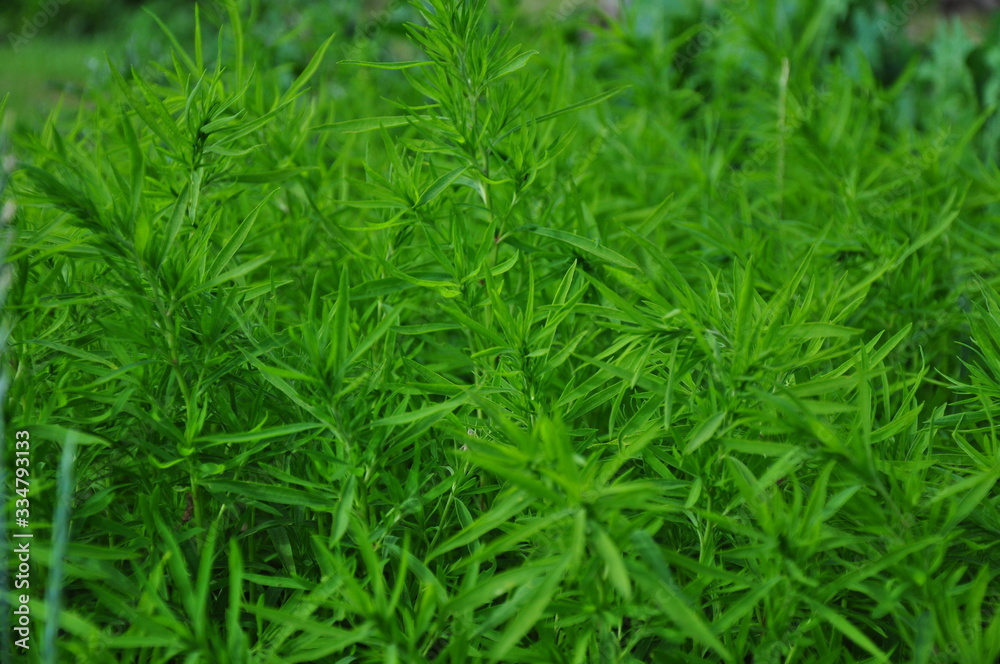 Green branches with narrow leaves close-up