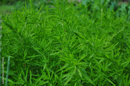 Green branches with narrow leaves close-up
