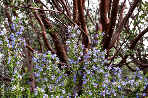 bright purple blue rosemary culinary and medicinal herb growing oustide, good springtime polinator for bees, manzinita tree in background photo