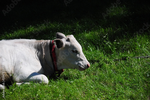 White cow lying on a green meadow.