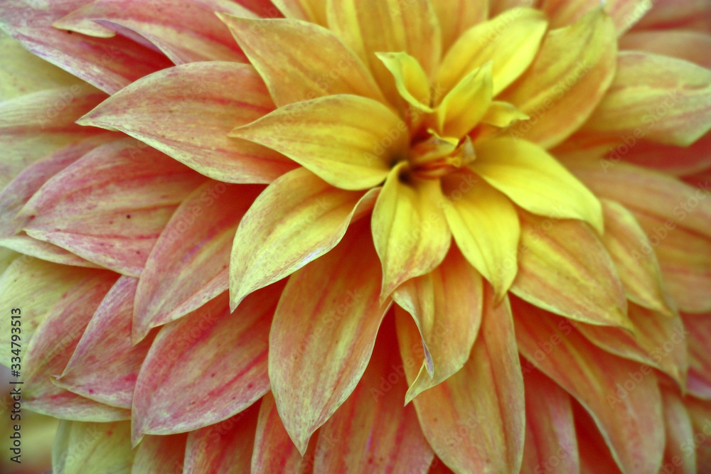 The most gentle petals of a bud dahlia in yellow, cream and pink tones.