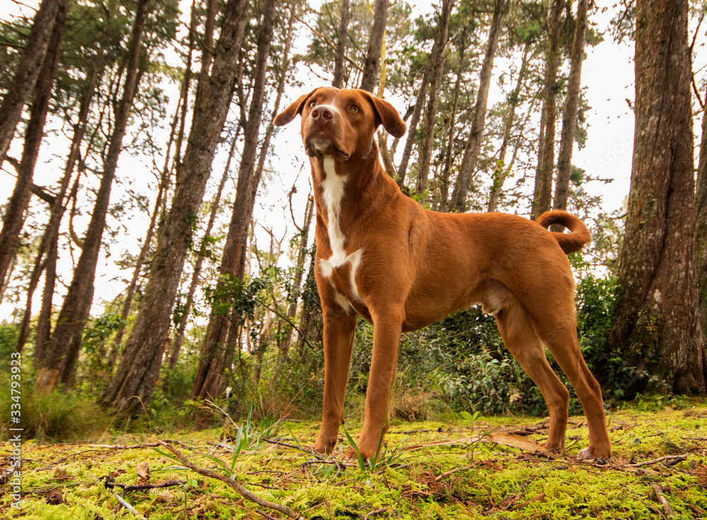 a brown dog in the middle of the forest a brown dog in the middle of the forest