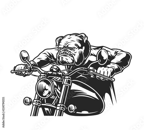 Angry bulldog head motorcyclist riding motorbike