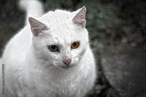 Cats Eyes © Stavros