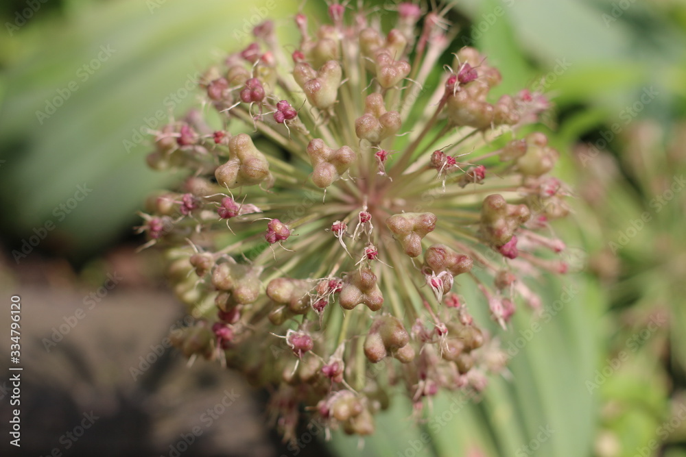 Czosnek karatawski Allium karataviense