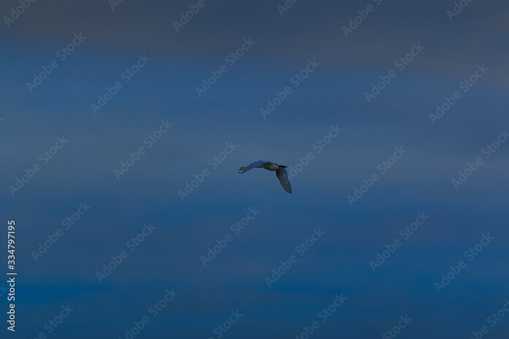 Fliegender Schwan Fliegender Schwan