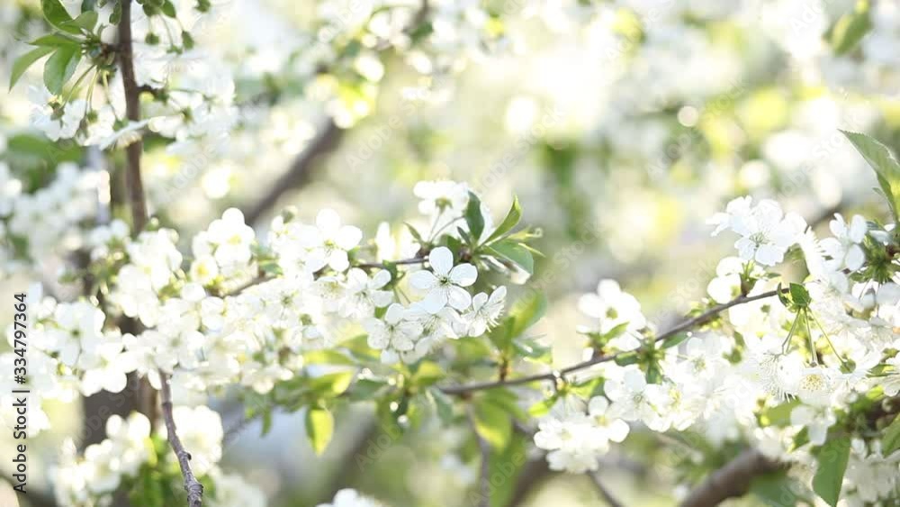 Beautifully blossoming tree branch apple. Blooming tree branches Cherry with white flowers natural background. Abstract spring floral background. Spring flowers. Easter. Allergy season. Spring concept Beautifully blossoming tree branch apple. Blooming tree branches Cherry with white flowers natural background. Abstract spring floral background. Spring flowers. Easter. Allergy season. Spring concept