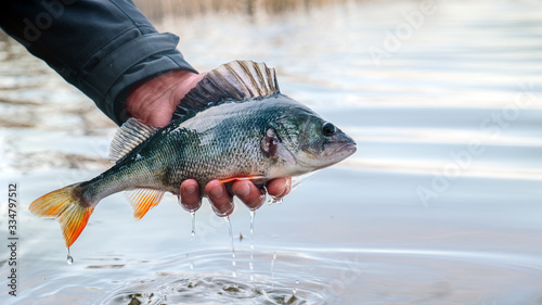 Fototapeta Naklejka Na Ścianę i Meble -  A beautiful perch in the hand of a fisherman.