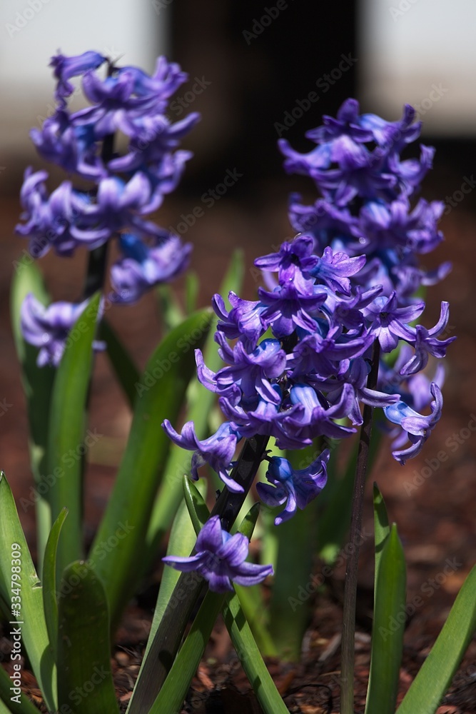 Fototapeta premium I usually pass by these beautiful lilacs in my garden without much thought. but these flowers actually are a reminder to cherish the little things around us, Some things are delicate and short lived.