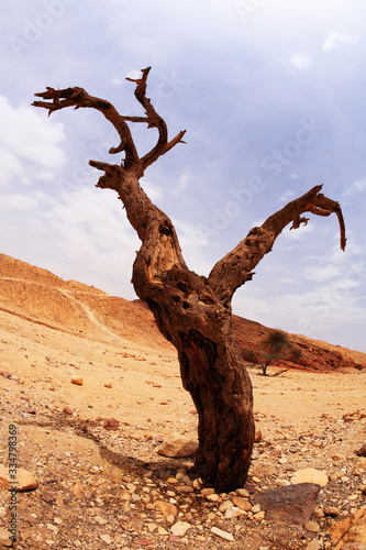 Dry tree of the freakish form
