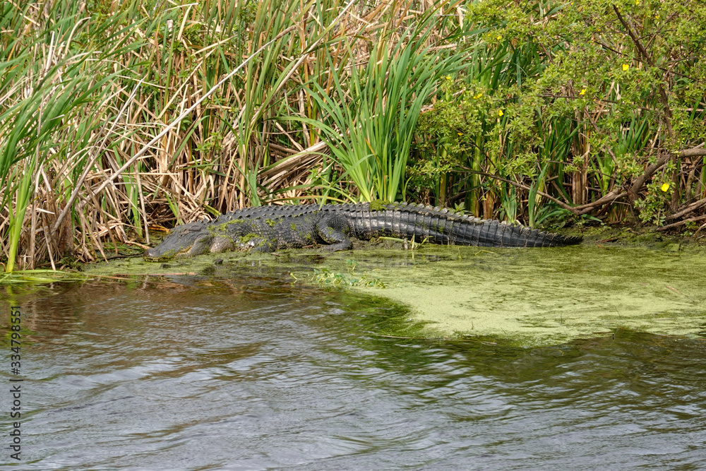 An alligator laying in a grassy Florida swamp sunning itself An alligator laying in a grassy Florida swamp sunning itself