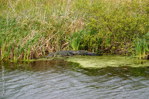 An alligator laying in a grassy Florida swamp sunning itself