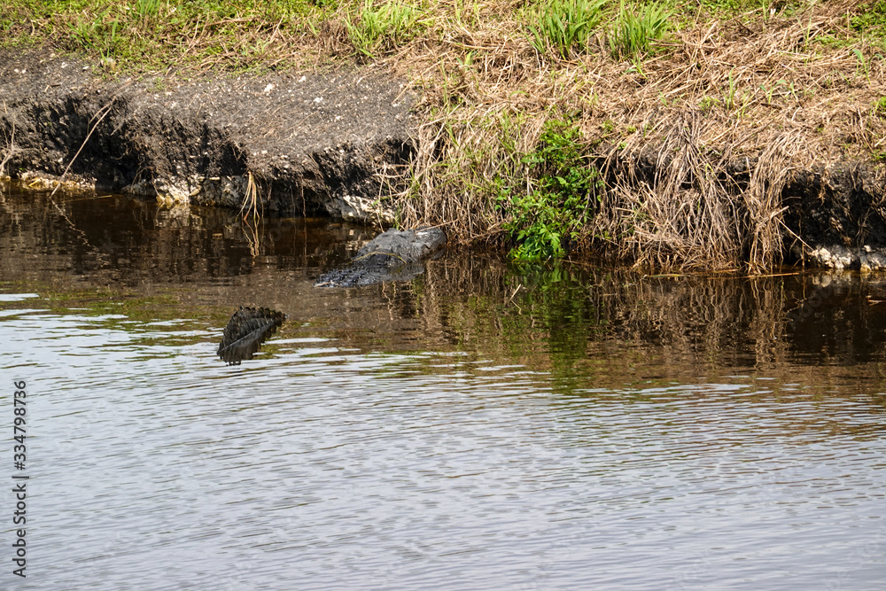 Obraz premium An alligator laying in a grassy Florida swamp sunning itself