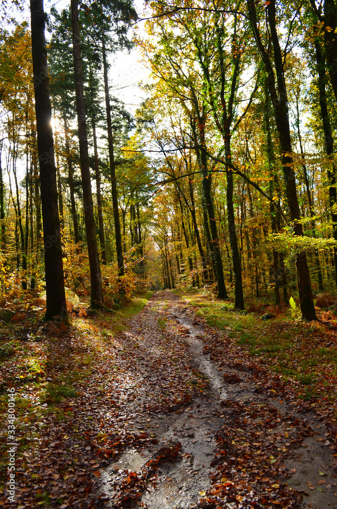 Obraz premium nature