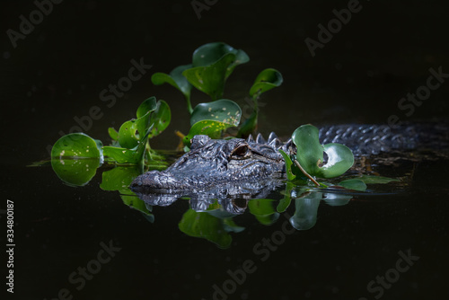 Portrait of an American Alligator.