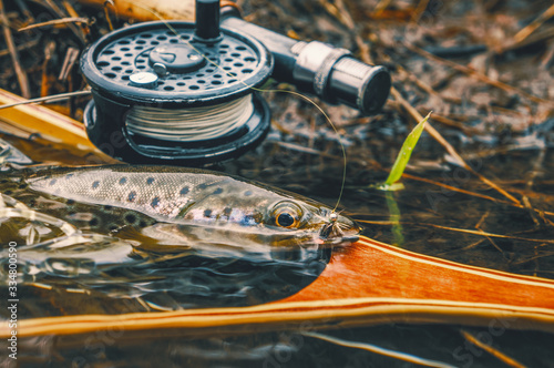 Brown trout caught on a nymph. Fly fishing. photo