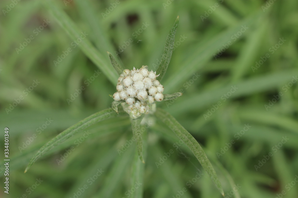 Anafalis perłowy anaphalis margaritacea Anafalis perłowy anaphalis margaritacea