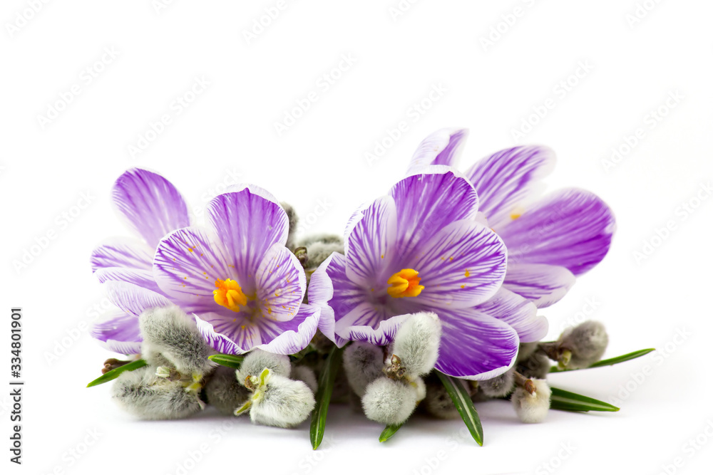 Obraz premium crocus flowers and pussy willow twigs