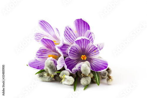 crocus flowers  and pussy willow twigs photo