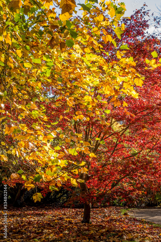 Naklejka premium Tulip Tree (liriodendron tulipiferain) Displaying Autumn Colours