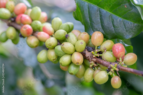 Coffee beans on the branch in coffee plantation farm at Northern mountain.