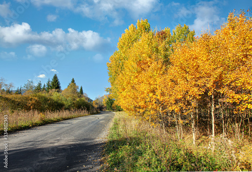 Asphalt country road, with autumn coloured yellow trees and grass on sides, nice blue sky in distance