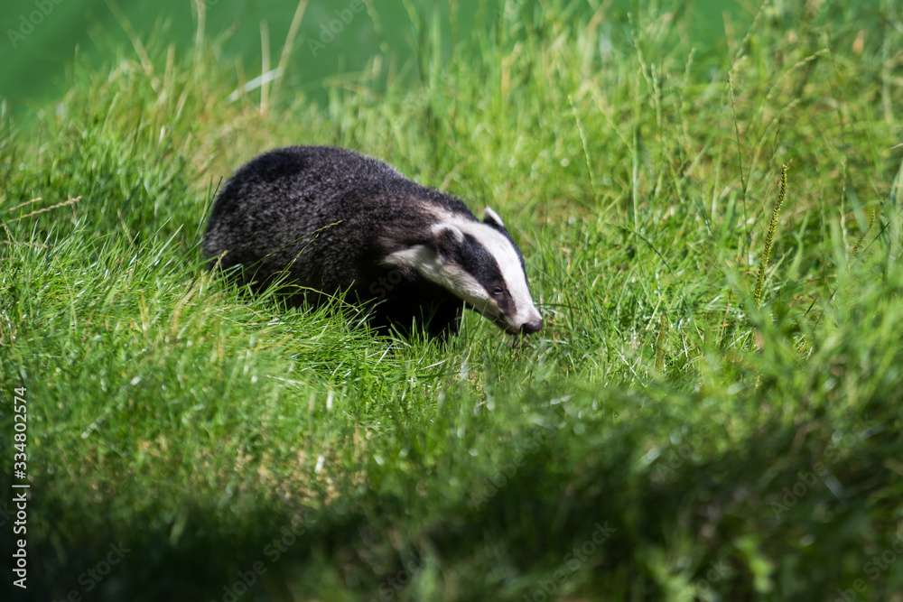 Fototapeta premium European Badger (Meles meles)