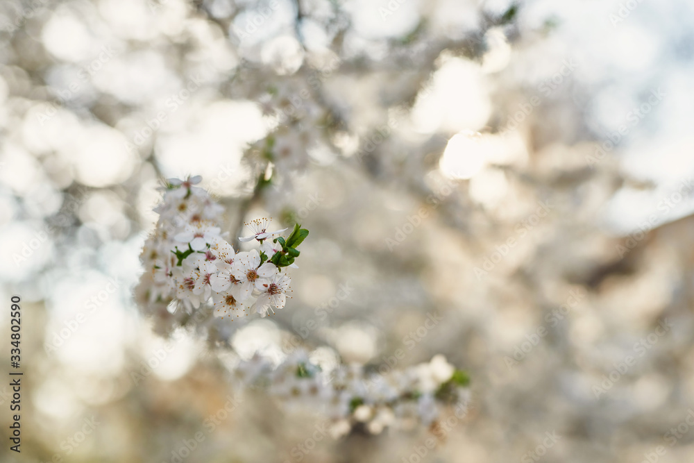 White flower Apricot.Spring easter greeting card.Flowers Cherry flowering. White flower sakura.Sunny day. Spring flowers. Beautiful Orchard.Springtime White flower Apricot.Spring easter greeting card.Flowers Cherry flowering. White flower sakura.Sunny day. Spring flowers. Beautiful Orchard.Springtime