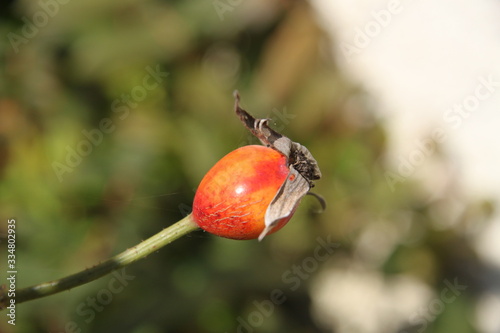 Red rose tree fruit seeds photo