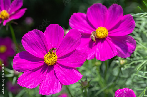 Pink flower and green leaf in garden at sunny summer or spring day. Cosmos or Mexican Aster flower.