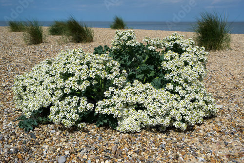 Sea Kale (Cramble maritima) Flowering on the Norfolk Coast photo