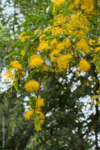 Yellow Flowering Tree or Shrub in Roath Park