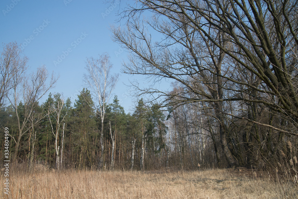 Obraz premium forest on early spring sunny day