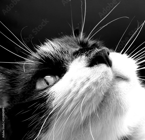 cat, black and white, portrait, beautiful, whiskers