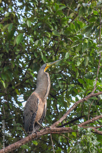 Bare-throated Tiger-Heron (Tigrisoma mexicanum) on ground, Costa Rica Tortuguerro national Park photo